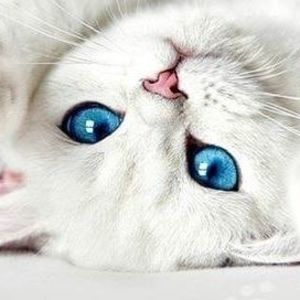 Meet your Posher, Angel